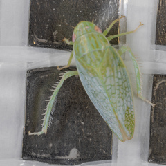 Gyponana