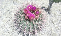 Ferocactus recurvus recurvus