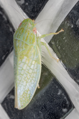 Gyponana