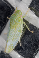 Gyponana