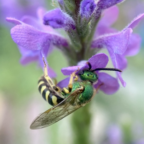 Bicolored Striped Sweat Bee (Agapostemon virescens), a species recorded in Delaware