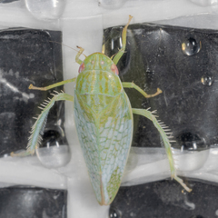 Gyponana