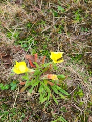 Oenothera laciniata