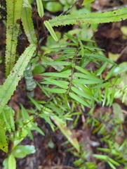 Podocarpus