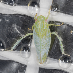 Gyponana