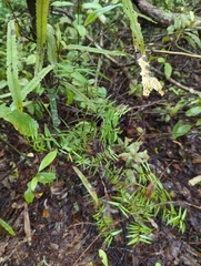 Podocarpus