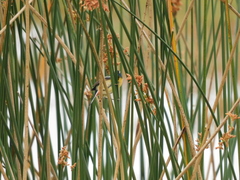 Tachuris rubrigastra