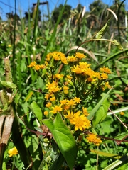 Senecio fistulosus