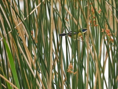 Tachuris rubrigastra