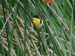 Tachuris rubrigastra