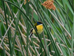 Tachuris rubrigastra