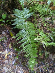 Asplenium bulbiferum