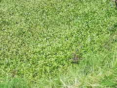 Limnobium laevigatum