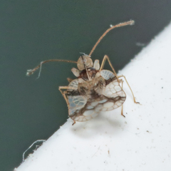 Stephanitis pyrioides