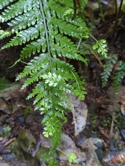 Asplenium bulbiferum