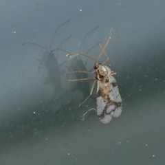 Stephanitis pyrioides