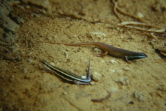 Trachylepis quinquetaeniata