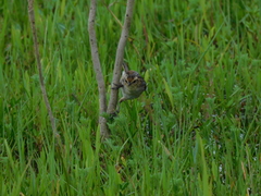 Phleocryptes melanops