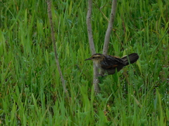 Phleocryptes melanops