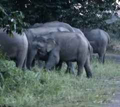 Elephas maximus borneensis