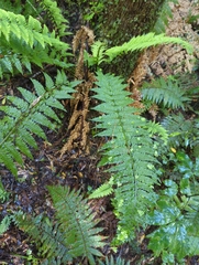Asplenium bulbiferum