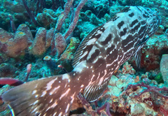Mycteroperca bonaci