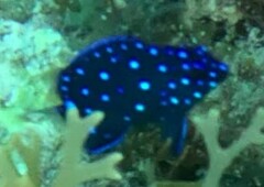 Microspathodon chrysurus