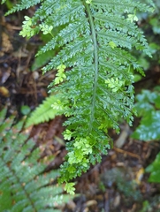 Asplenium bulbiferum