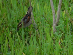 Phleocryptes melanops