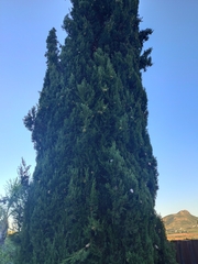 Cupressus sempervirens