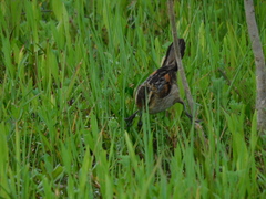 Phleocryptes melanops