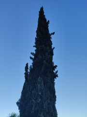 Cupressus sempervirens