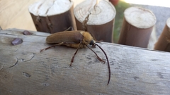 Acanthinodera cumingii