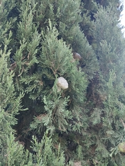 Cupressus sempervirens