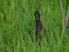 Phleocryptes melanops