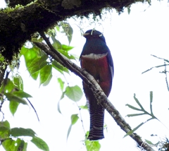 Trogon collaris