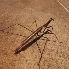 Phasmomantis sumichrasti