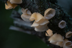 Aleurodiscus vitellinus