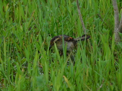 Phleocryptes melanops