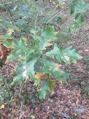 Quercus austrina