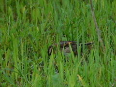 Phleocryptes melanops