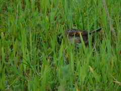 Phleocryptes melanops