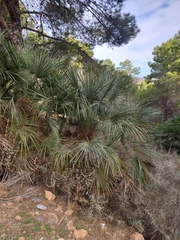 Chamaerops humilis