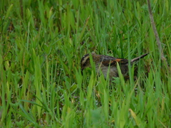 Phleocryptes melanops