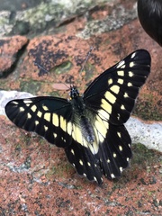 Catasticta nimbice