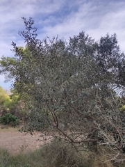 Olea europaea
