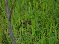 Phleocryptes melanops