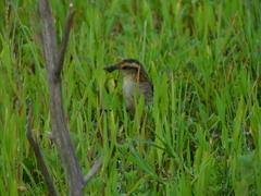 Phleocryptes melanops