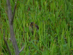 Phleocryptes melanops