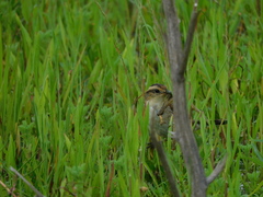 Phleocryptes melanops